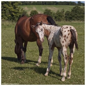 Appaloosa s PP- letošní hřebeček "Nio" na prodej - 6