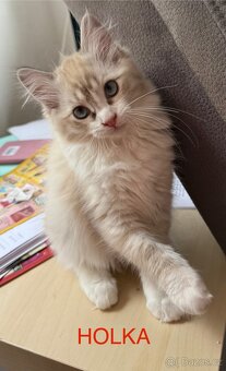 Ragdoll bez PP - 6