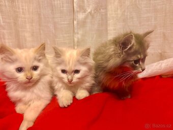 Sibiřská kočka, Něvská maškaráda - 6