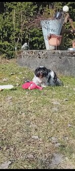 Biewer Jorkšírský teriér - 6