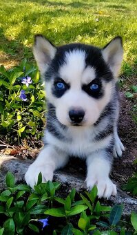 Sibírsky husky - 6