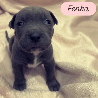 American Bully XL štěňata s PP - 6