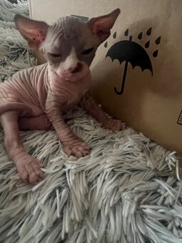 Kanadský Sphynx - 6