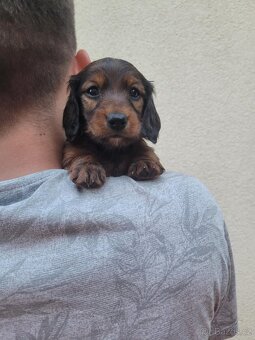 Jezevčík standard dlouhosrstý - 6