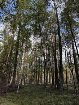 Prodám lesní pozemek v katastrálním území Žichlice u Hromnic - 6