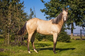 QH valášek 100% charakter - 6