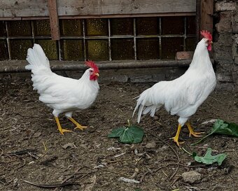 Kohouti LENGHORN - 6