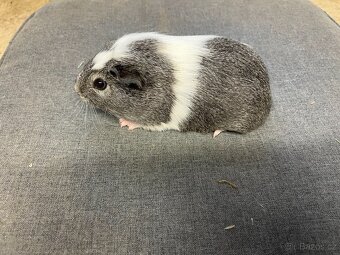 Morče, morčata - hladká, prodej - 6