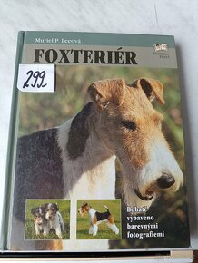 Afghánský chrt pudl westik bišon frise retrivr - 6