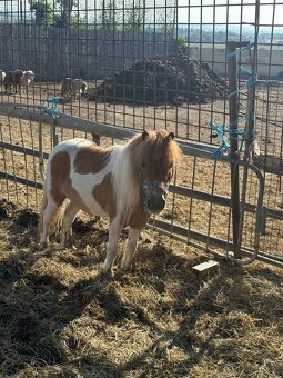 Shetland Pony - Canisterapie - 6