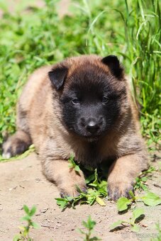 Belgický ovčák - Malinois - fenky s PP - 6