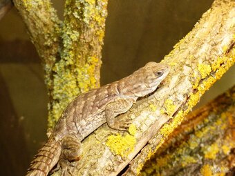 Leguán trnitý (Oplurus cyclurus) - 6