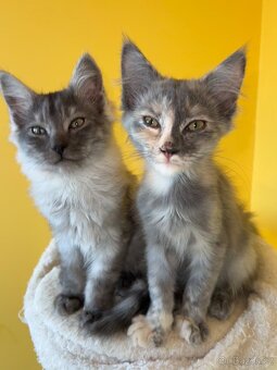 Mainská mývalí křížená koťátka - 6