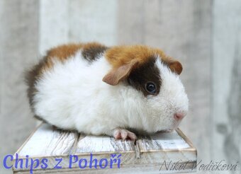 Morčátka US Teddy s PP - 6