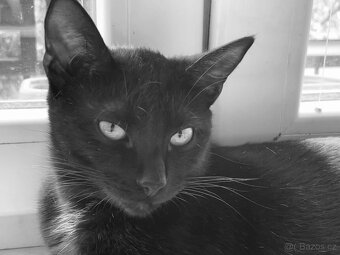 Kocourek Balerion hledá nový domov - 6