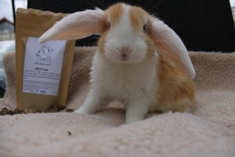 Zakrslý beránek – mláďata k odběru 🐰 - 6