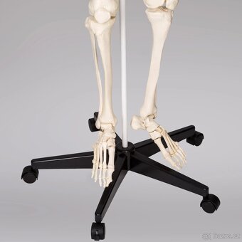 Anatomický model lidské kostry 180 cm - 6