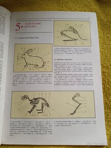 Domácí chov králíků - 6