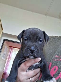 Štěňátka pitbull - 6