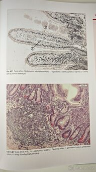 Histologický atlas - Jindřich Martínek, Zdeněk Vacek - 6