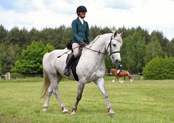 Nádherný valach na všechno:-) - 6