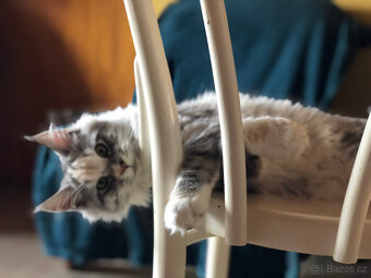 Mainská mývalí sPP - 6