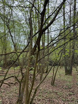 Prodám lesní pozemek v k.ú. Bednáreček - 6