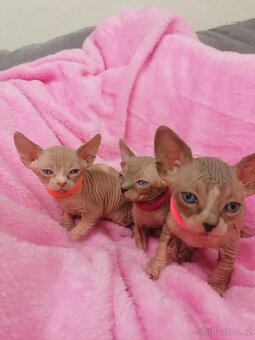 Kanadský Sphynx - 6