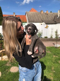 American bully - 6