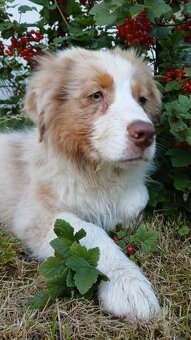 Australský ovčák s PP - red merle - 6
