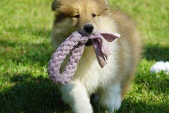 KOLIE DLOUHOSRSTA ZLATA Pes - 6