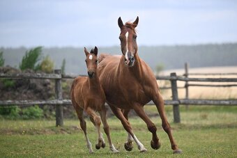 Chovná klisna s vynikajícím původem a sportovní výkonností - 6