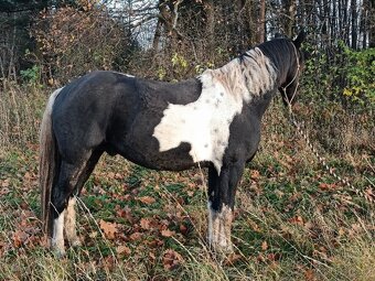 Hřebec Barock pinto - 6