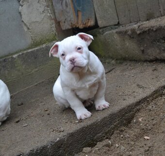 American bully pocket / standard - 6