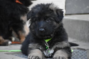 Německý ovčák s PP - 6