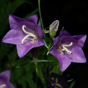 Zvonek broskvolistý - Campanula persicifolia 1000 semen 50 K - 6