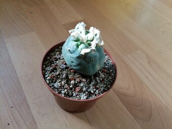 Kaktus Lophophora Diffusa - lofofora - ježunka - 6