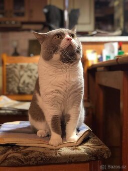 Prodám britská koťátka (bez PP) po papírových rodičích - 6