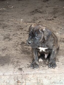 Cane Corso bez PP - 6