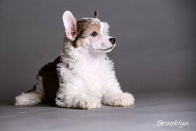 Čínsky chocholatý pes - šteniatka - 6