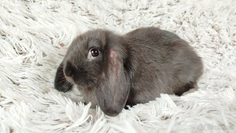 Zakrslý beránek, králíček, králík - PEGAS - 6