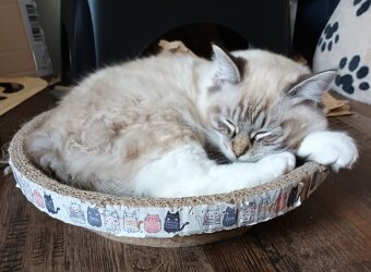 Kocourek seal mitted lynx ragdoll s PP - 6