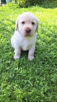 Labradorský retrívr s PP - 6