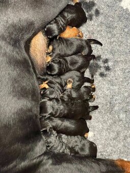 rotvajler - štěňata - 6