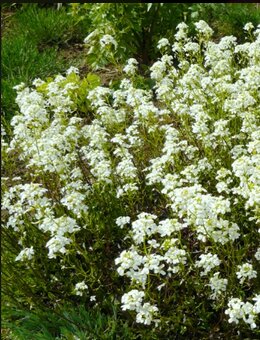 Ostřice, ibišek, huseník, orlíček, břečťan, touleň... - 6