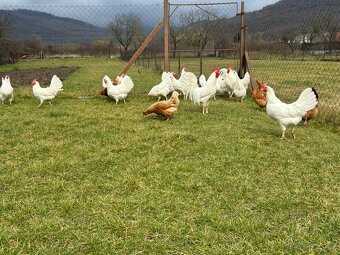 Leghorn - násadové vajíčka - 6