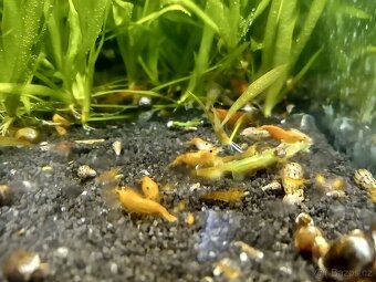 krevetky neocaridina - 6