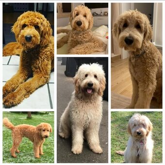 Goldendoodle F1 fenka - 6