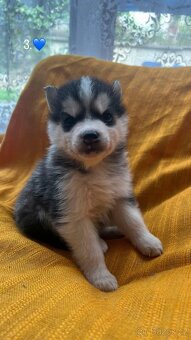 Prodáme štěnata husky bez pp - 6