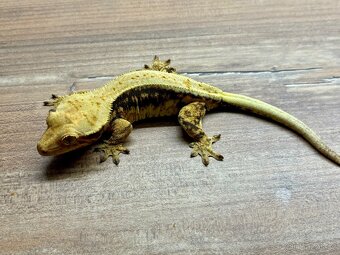 pagekon hrbolkohlavý,pagekon řasnatý - 6